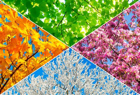 Collage di immagini che rappresentano le quattro stagioni, con enfasi sull'autunno e l'inverno