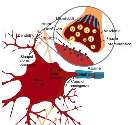 Schema di una sinapsi neuronale con evidenziazione dei neurotrasmettitori