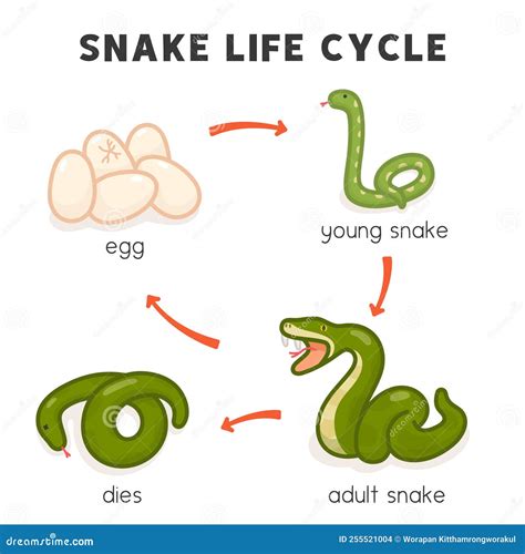 Diagramma del ciclo di idealizzazione e svalutazione nel narcisismo