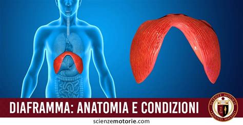 Diagramma del diaframma con lo iato esofageo evidenziato