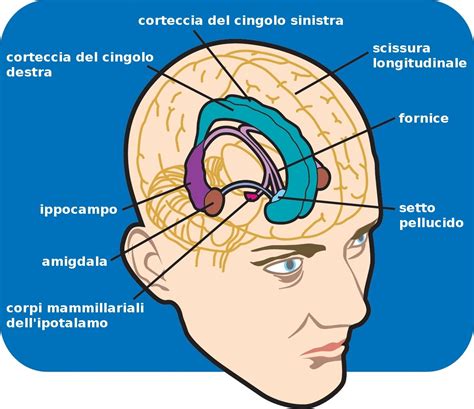 Immagine cerebrale con evidenziate amigdala e ippocampo
