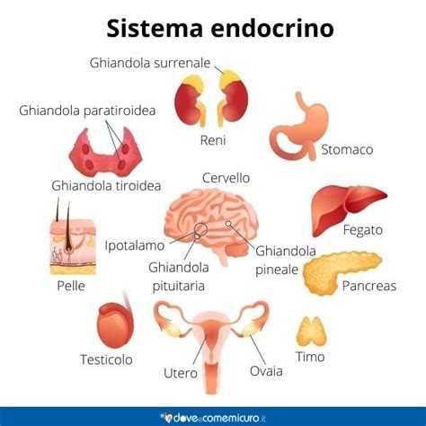 Diagramma del sistema endocrino umano con le principali ghiandole e ormoni