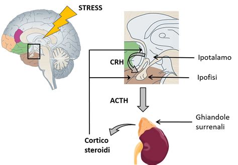 Grafico che illustra l'asse HPA (Ipotalamo-Ipofisi-Surrene) e il rilascio di cortisolo in risposta allo stress