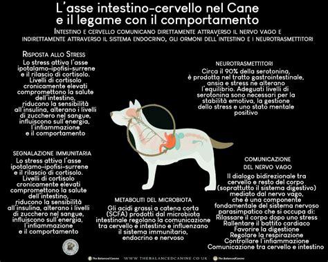 diagramma asse intestino-cervello cane