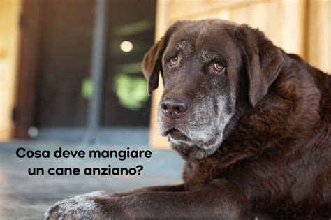 cane anziano felice con cibo