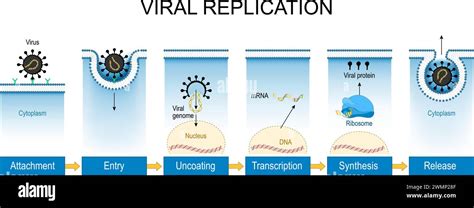Concetto di virus e replicazione cellulare
