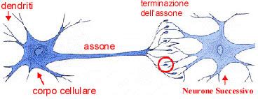 Illustrazione della mielina che riveste un assone neuronale