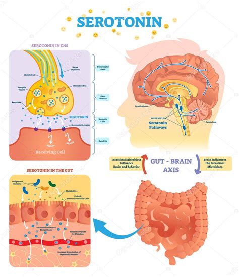 Diagramma del circuito cerebrale della serotonina