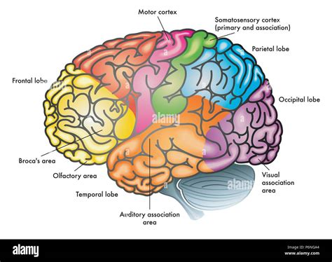 Illustrazione stilizzata di un cervello umano con aree colorate a indicare diverse funzioni mentali interrotte o alterate
