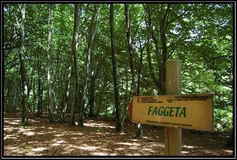 Sentiero nella faggeta di Monte Raschio