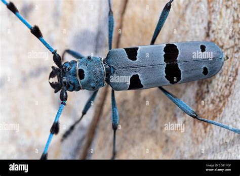 Il coleottero Rosalia alpina su un faggio