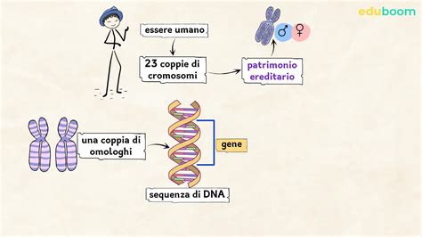 Diagramma che illustra la trasmissione genetica
