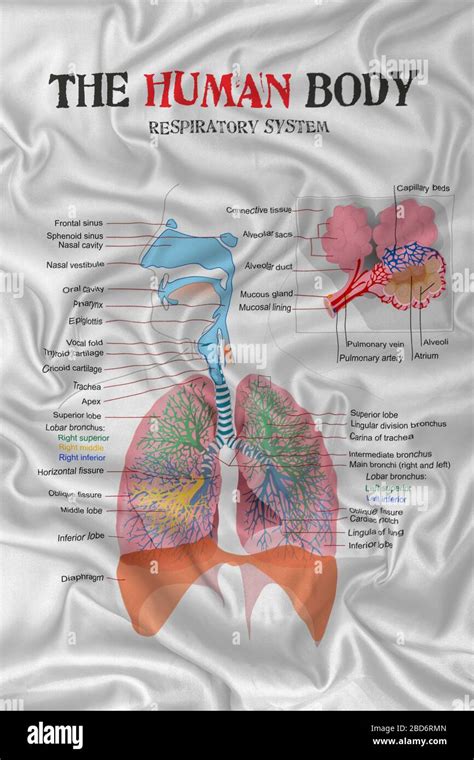 Diagramma del sistema respiratorio umano