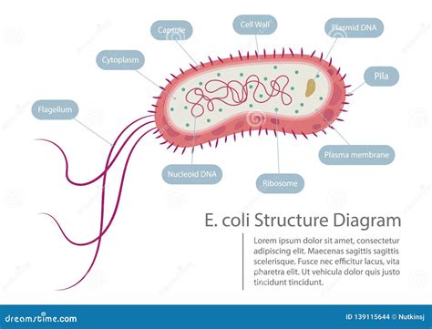 illustrazione di Escherichia coli