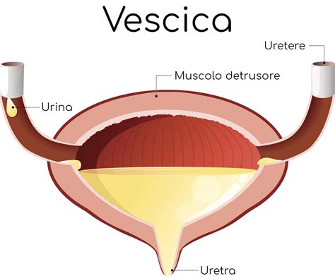 simbolo della medicina cinese per la vescica e l'acqua