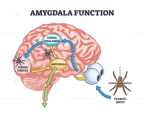 Schematic representation of the brain with highlighted frontal lobe and amygdala