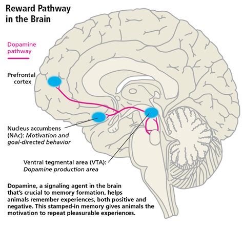 Diagram illustrating the reward pathway in the brain