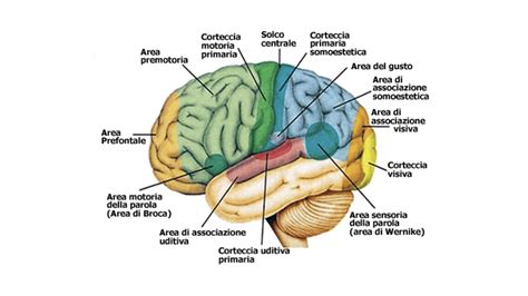 Cervello umano con evidenziate le aree colpite dalla demenza