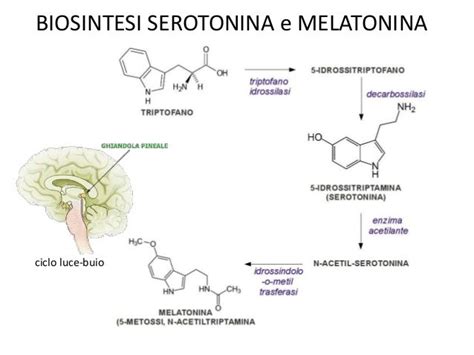 Schema dei recettori della serotonina nel cervello