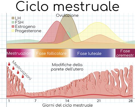 Grafico che illustra le fluttuazioni ormonali durante il ciclo mestruale
