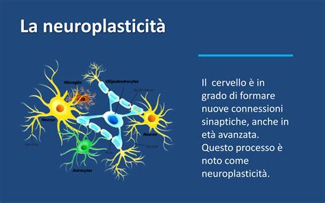 Infografica che illustra il concetto di neuroplasticità