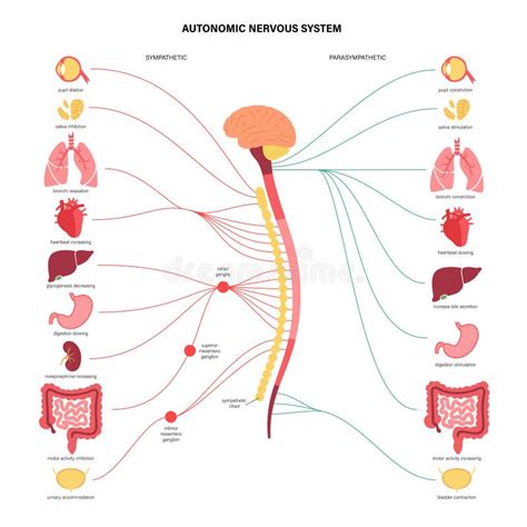illustrazione del sistema nervoso autonomo
