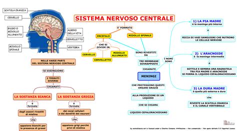 Schema del sistema nervoso centrale con enfasi sui neurotrasmettitori