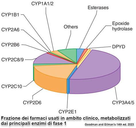 Diagramma che illustra i fattori che influenzano il metabolismo dei farmaci