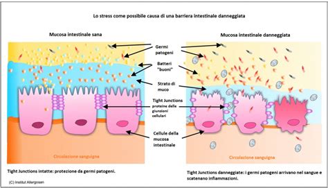 Diagramma della mucosa intestinale sana e celiaca