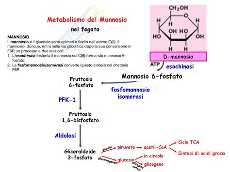 Diagramma del metabolismo epatico con enfasi sul CYP3A4