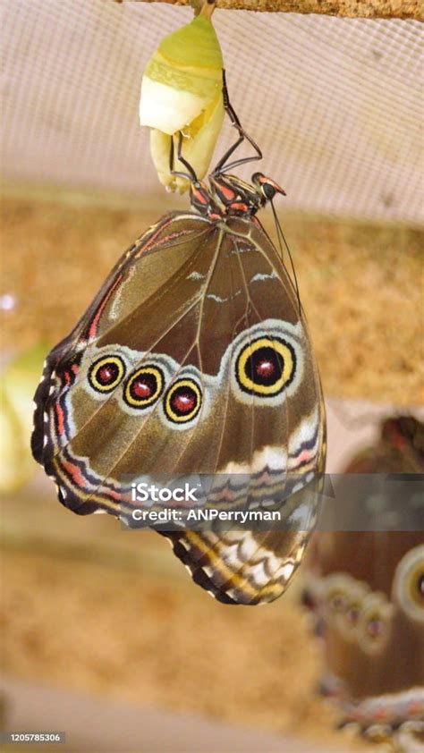 farfalla che esce da un bozzolo