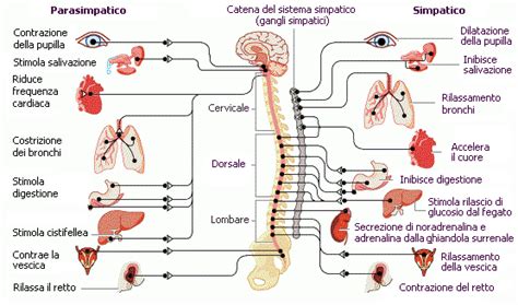 Diagramma del sistema nervoso simpatico e parasimpatico