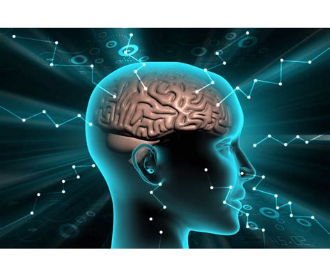 Immagine che illustra la plasticità cerebrale