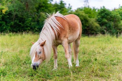 Cavallo in un pascolo