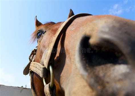 Primo piano sul muso di un cavallo che mostra le orecchie