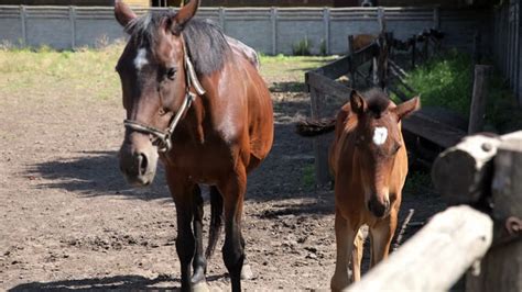 Cavalli che pascolano insieme in un ampio paddock