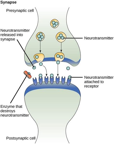 Diagramma che illustra il funzionamento degli SSRI e SNRI