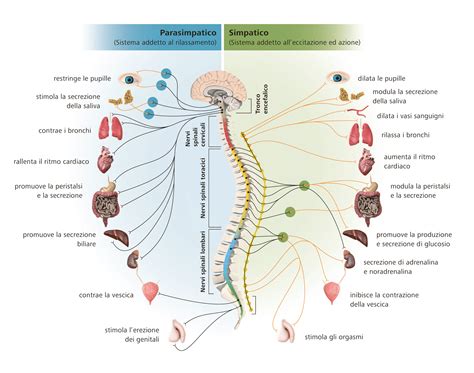Diagramma del sistema nervoso ipotalamico con evidenziati i neuroni periventricolari