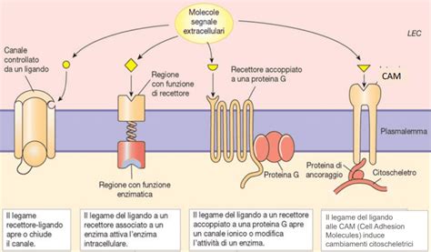 Schema dei recettori cerebrali influenzati dalla quetiapina