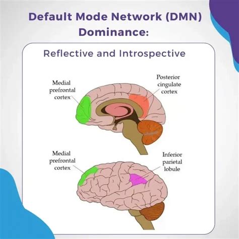 Diagramma che illustra il Default Mode Network (DMN) nel cervello