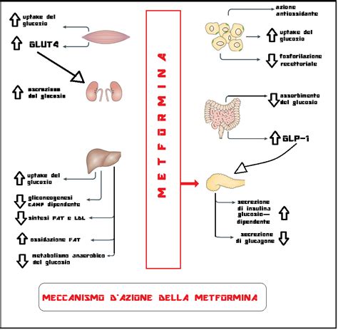 Diagramma che illustra i meccanismi d'azione della metformina nel fegato e nell'intestino