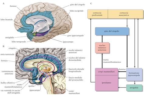 Schema delle connessioni cerebrali intra ed inter-emisferiche