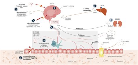 Infografica sui meccanismi d'azione del litio nel cervello