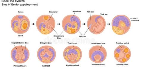 Diagramma che illustra le fasi emotive di un percorso di fertilità