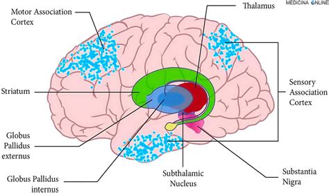 Diagramma del cervello che evidenzia i gangli della base e i lobi frontali