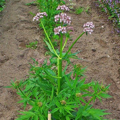 Valeriana officinalis pianta