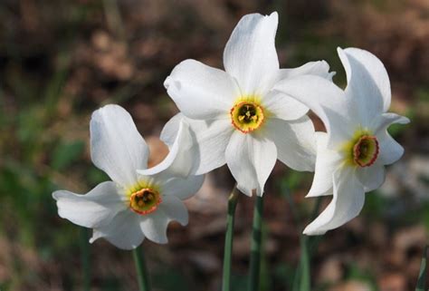 Fiori di Narciso