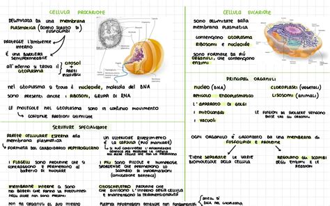 Schema che illustra le differenze tra mente cosciente e inconscia nell'elaborazione delle emozioni