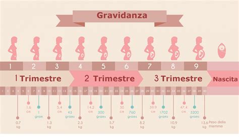 grafico che mostra l'andamento dell'ansia nei trimestri di gravidanza