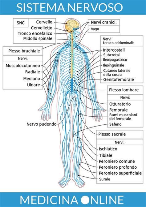 Diagramma del sistema nervoso centrale